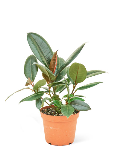 Medium sized Burgundy Rubber Tree Plant in a growers pot with a white background