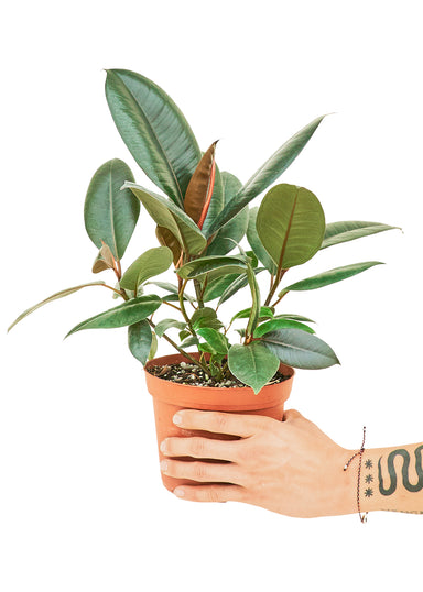 Medium sized Burgundy Rubber Tree Plant in a growers pot with a white background with a hand holding the pot
