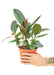Medium sized Burgundy Rubber Tree Plant in a growers pot with a white background with a hand holding the pot