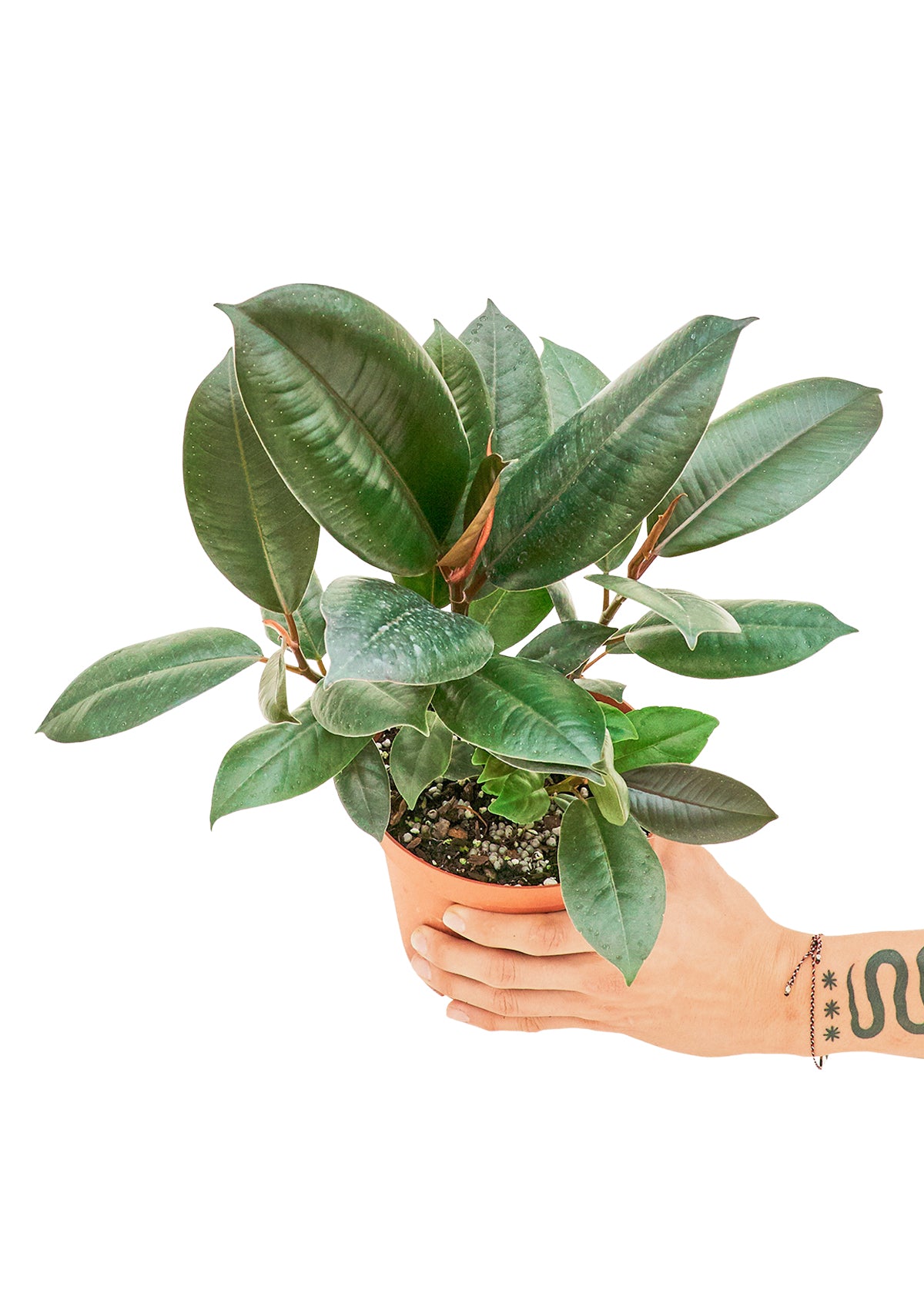Medium sized Burgundy Rubber Tree Plant in a growers pot with a white background with a hand holding the pot showing the top view