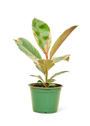Medium size Ficus Tineke Plant in a growers pot with a white background