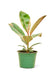 Medium size Ficus Tineke Plant in a growers pot with a white background