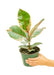 Medium size Ficus Tineke Plant in a growers pot with a white background with a hand holding the pot showing the top view