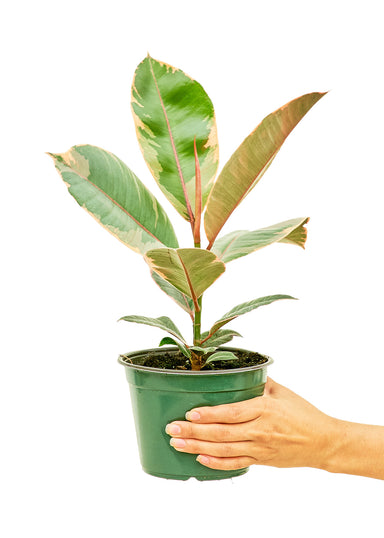 Medium size Ficus Tineke Plant in a growers pot with a white background with a hand holding the pot