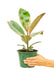 Medium size Ficus Tineke Plant in a growers pot with a white background with a hand holding the pot