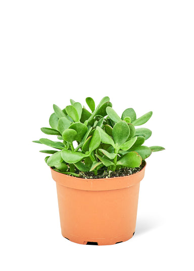 Medium size Jade Plant in a growers pot with a white background