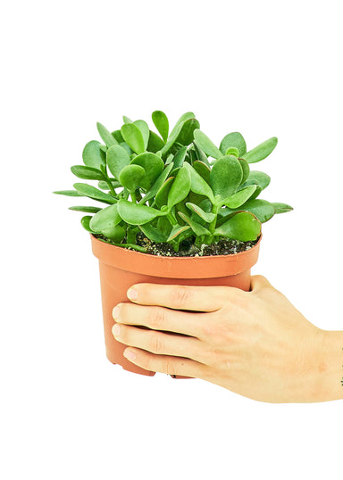Medium size Jade Plant in a growers pot with a white background with a hand holding the pot