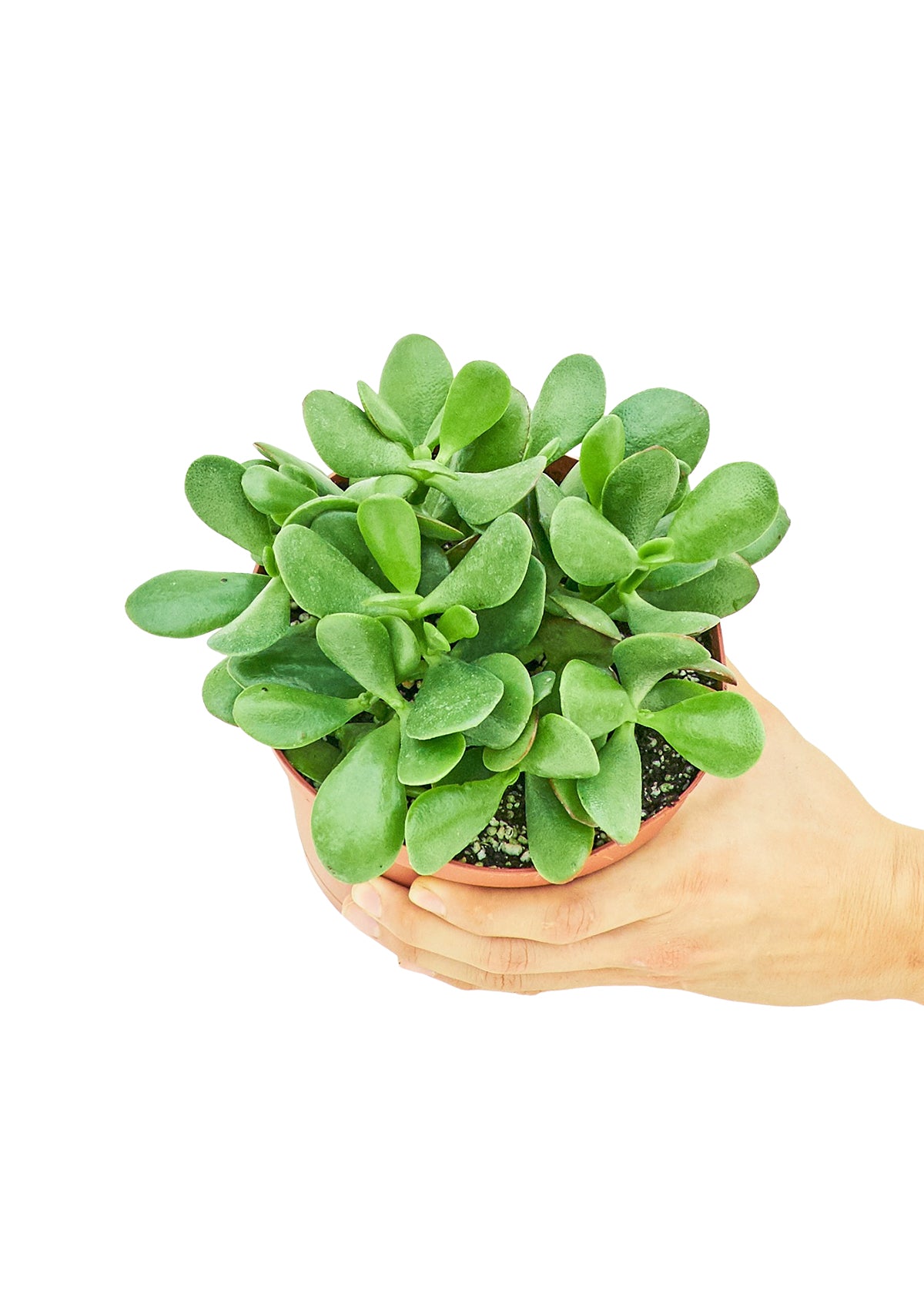 Medium size Jade Plant in a growers pot with a white background with a hand holding the pot to see the top view