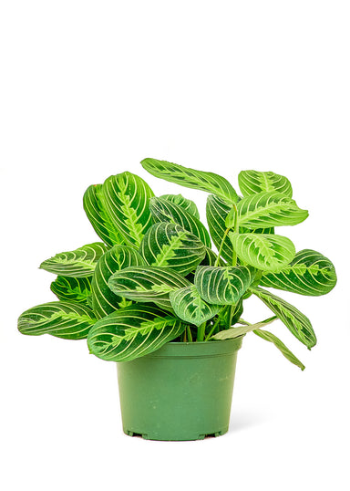 Medium sized Beauty Kim Prayer Plant in a growers pot with a white background