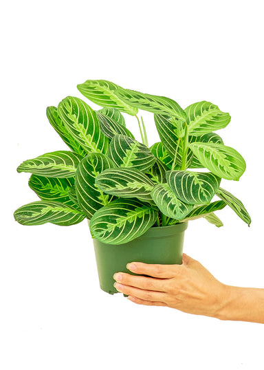 Medium sized Beauty Kim Prayer Plant in a growers pot with a white background with a hand holding the pot