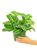 Medium sized Beauty Kim Prayer Plant in a growers pot with a white background with a hand holding the pot