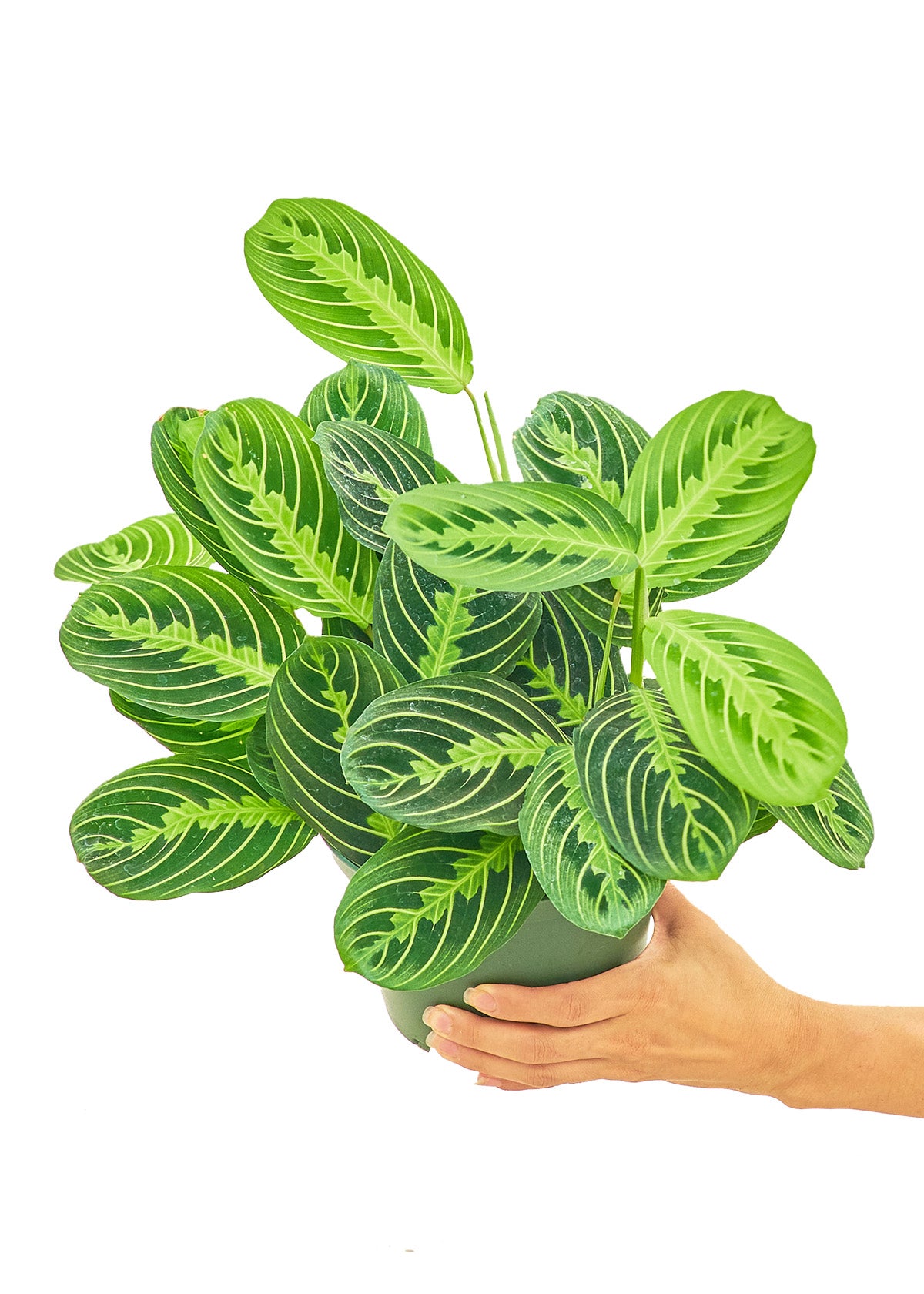 Medium sized Beauty Kim Prayer Plant in a growers pot with a white background with a hand holding the pot to show the top view