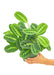 Medium sized Beauty Kim Prayer Plant in a growers pot with a white background with a hand holding the pot to show the top view
