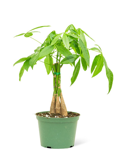 Medium size Braided Money Tree plant in a growers pot with a white background