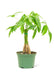 Medium size Braided Money Tree plant in a growers pot with a white background