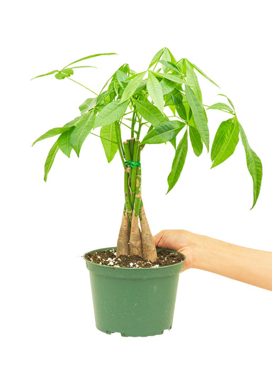 Medium size Braided Money Tree plant in a growers pot with a white background and a hand holding the pot