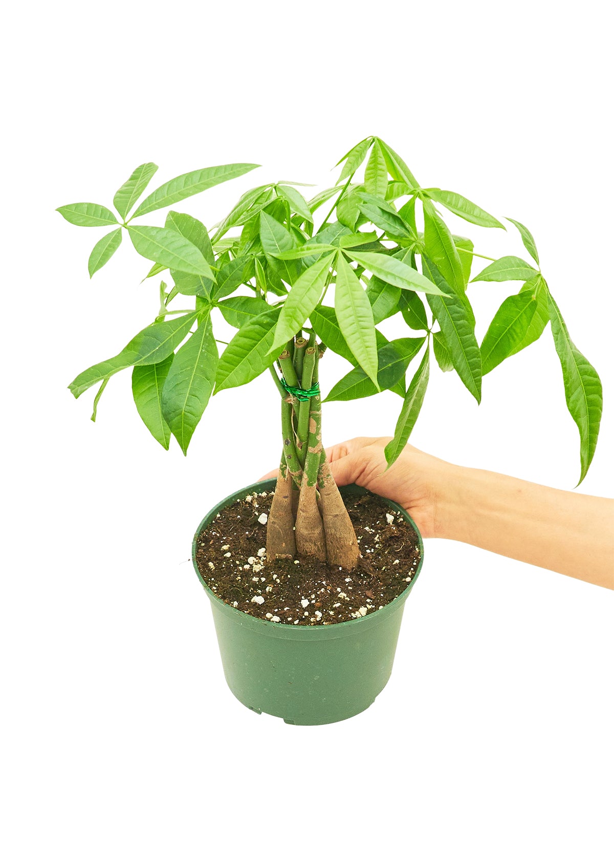 Medium size Braided Money Tree plant in a growers pot with a white background and a hand holding the pot showing the top view