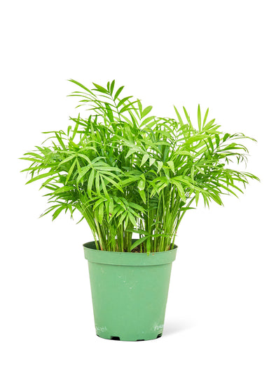 Medium size Parlor Palm plant in a growers pot with a white background