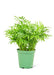Medium size Parlor Palm plant in a growers pot with a white background