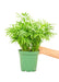 Medium size Parlor Palm plant in a growers pot with a white background and a hand holding the pot