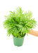 Medium size Parlor Palm plant in a growers pot with a white background with a hand holding the pot to show the top view