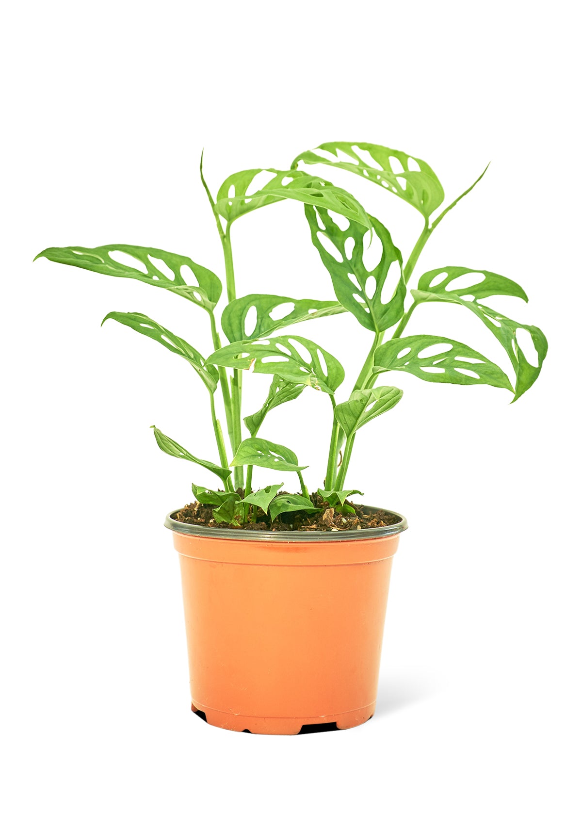 Medium size Swiss Cheese Vine Plant in a growers pot with a white background