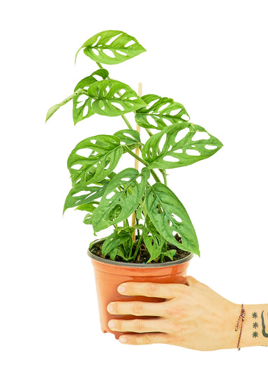 Medium size Swiss Cheese Vine Plant in a growers pot with a white background with a hand holding the pot