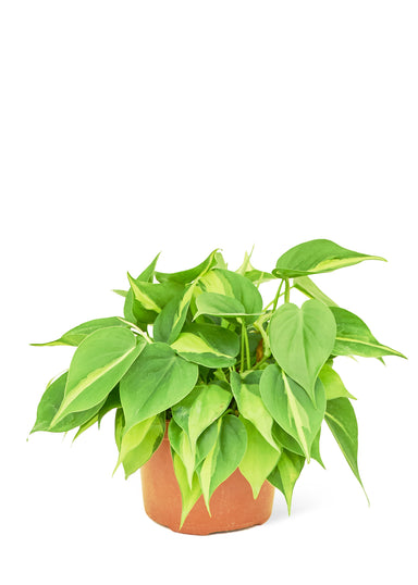 Medium Size Philodendron Brazil Plant in a growers pot with a white background