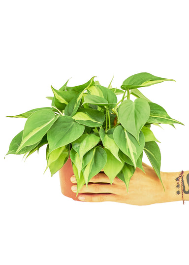 Medium Size Philodendron Brazil Plant in a growers pot with a white background a hand holding the pot