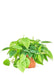 Medium size Sweetheart Philodendron Plant in a growers pot with a white background