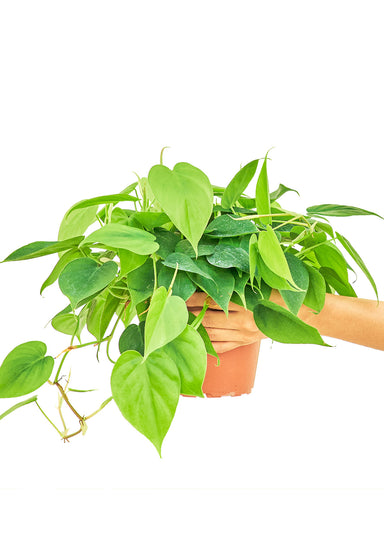 Medium size Sweetheart Philodendron Plant in a growers pot with a white background with a hand holding the pot