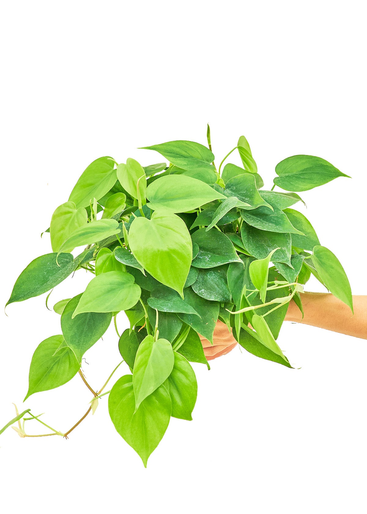 Medium size Sweetheart Philodendron Plant in a growers pot with a white background with a hand holding the pot showing the top view