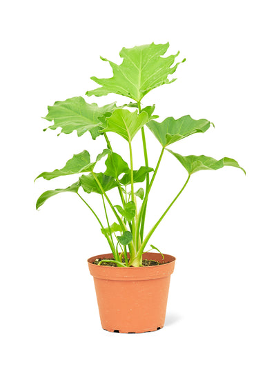 Medium Size Philodendron Little Hope Plant in a growers pot with a white background