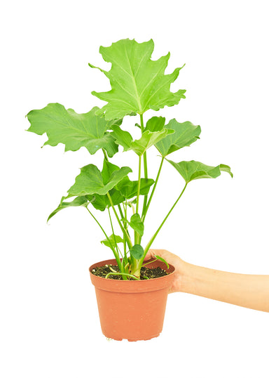 Medium Size Philodendron Little Hope Plant in a growers pot with a white background and a hand holding the pot