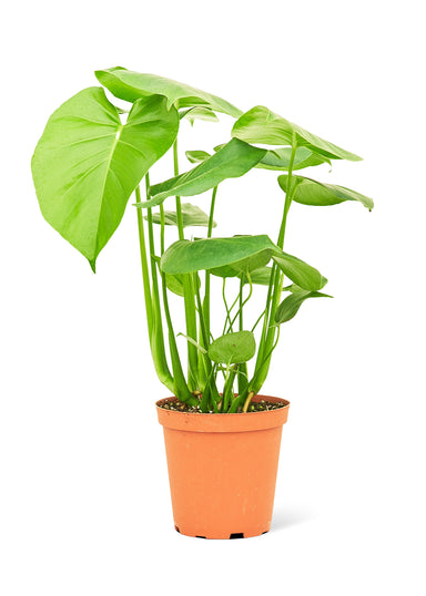 Medium size Monstera Swiss Cheese Plant in a growers pot with a white background