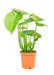 Medium size Monstera Swiss Cheese Plant in a growers pot with a white background