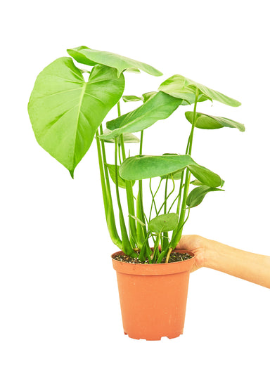 Medium size Monstera Swiss Cheese Plant in a growers pot with a white background with a hand holding the pot