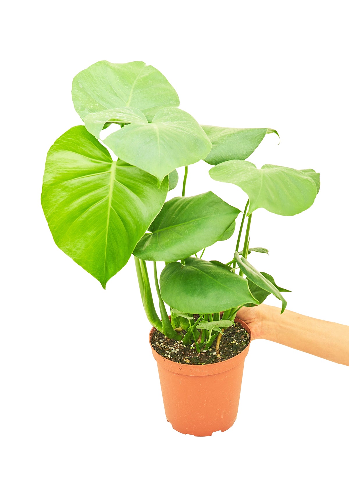 Medium size Monstera Swiss Cheese Plant in a growers pot with a white background with a hand holding the pot to see the top view