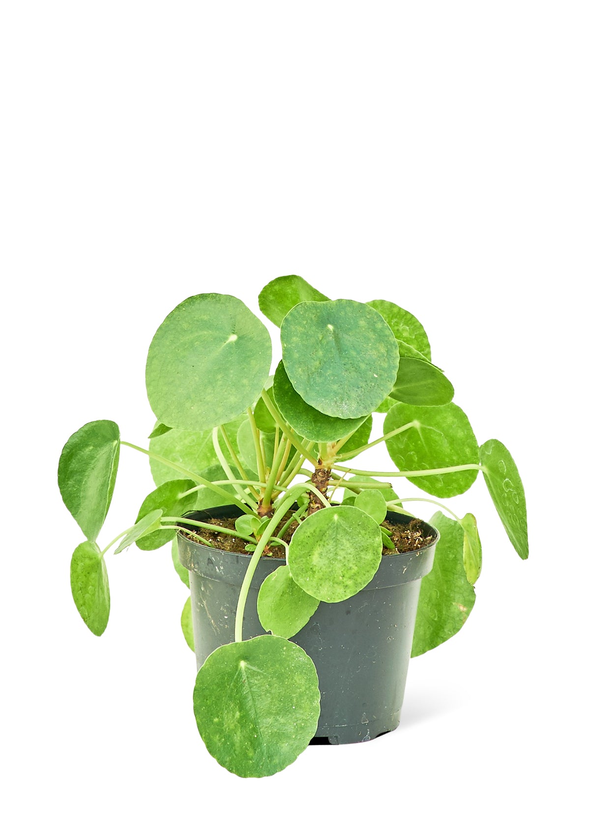 Medium size Chinese Money Plant in a growers pot with a white background