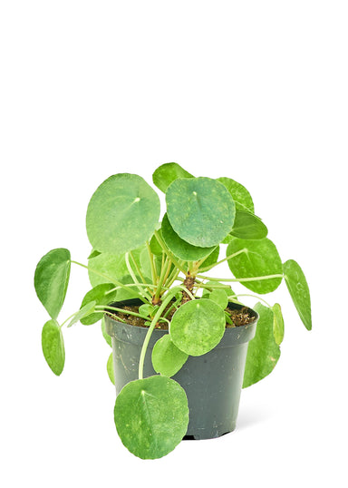 Medium size Chinese Money Plant in a growers pot with a white background