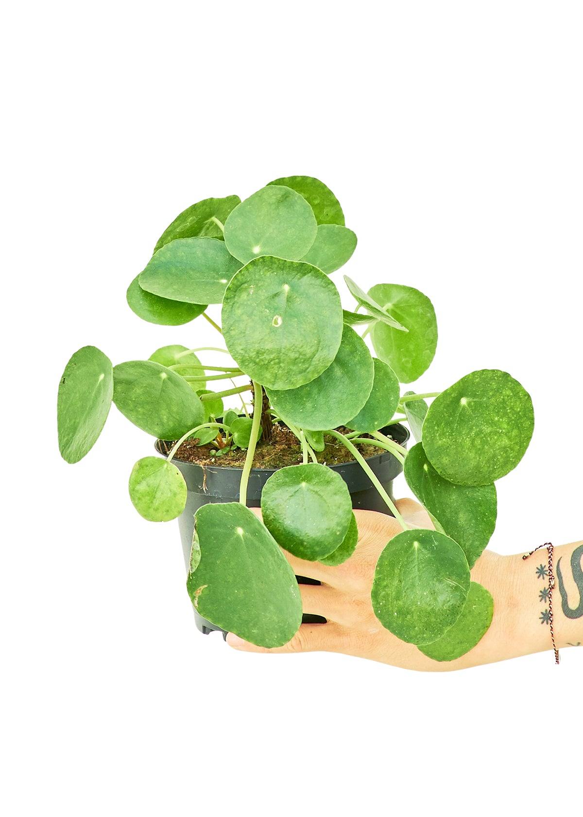 Medium size Chinese Money Plant in a growers pot with a white background with a hand holding the pot