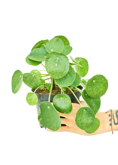 Medium size Chinese Money Plant in a growers pot with a white background with a hand holding the pot