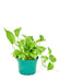 Medium size Golden Pothos in a growers pot with a white background