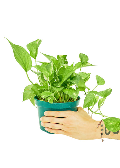 Medium size Golden Pothos in a growers pot with a white background and a hand holding the pot