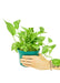 Medium size Golden Pothos in a growers pot with a white background and a hand holding the pot