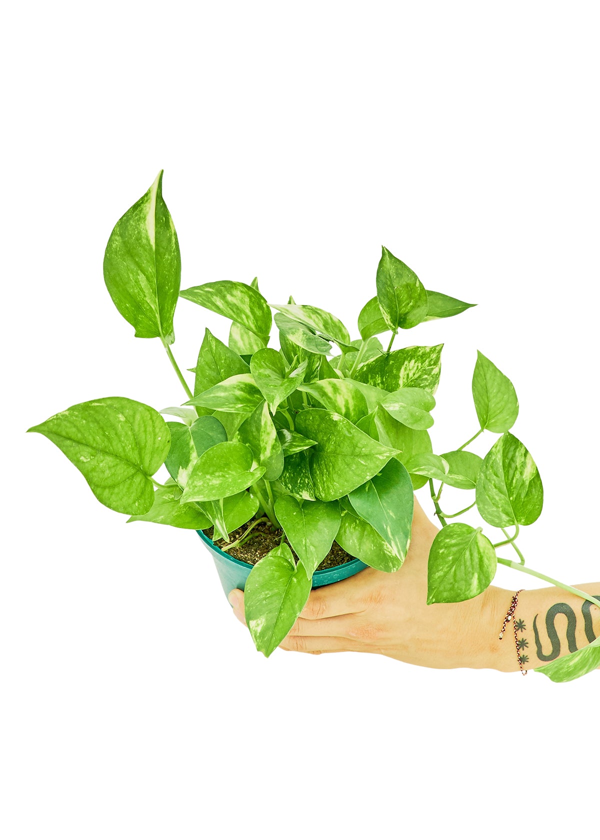 Medium size Golden Pothos in a growers pot with a white background and a hand holding the pot showing the top view