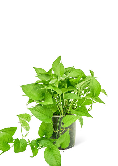 Medium sized Pothos Jade plant in a growers pot with a white background