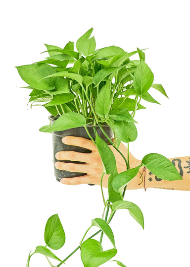 Medium sized Pothos Jade plant in a growers pot with a white background with a hand holding the pot