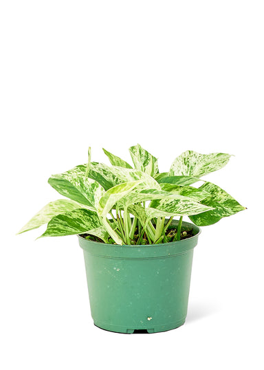 Medium Sized Marble Queen Pothos Plant in a growers pot with a white background