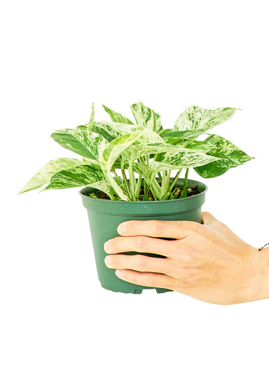 Medium Sized Marble Queen Pothos Plant in a growers pot with a white background and a hand holding the pot